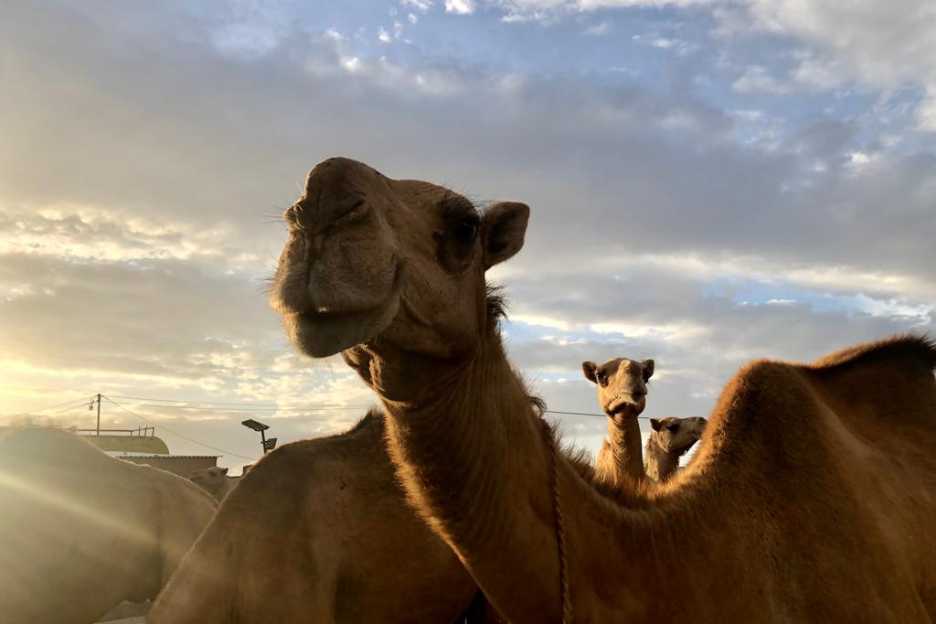 nachhaltig angebautes Kamelfutter in Somaliland