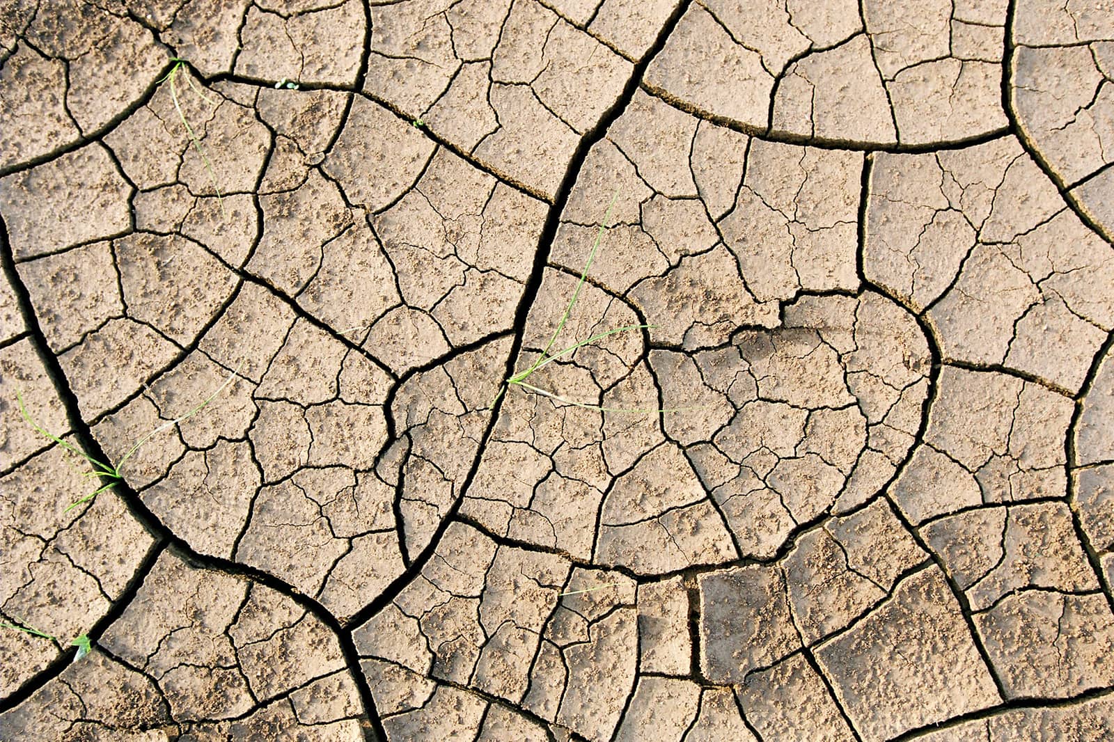 Verdorrte Felder: Erneut hat es im Süden Angolas kaum geregnet, immer mehr Menschen müssen hungern. Foto: Katja Snozzi