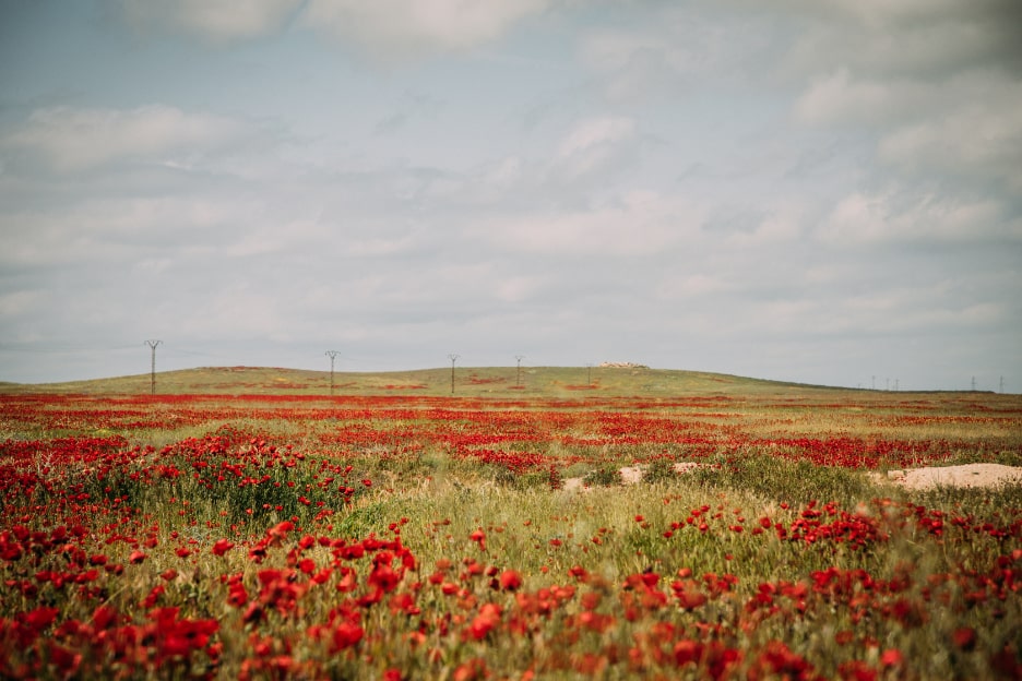A vast landscape in Syria covered with a field of vibrant red poppies under a slightly cloudy sky. In the background, utility poles can be seen stretching across the gentle hills.