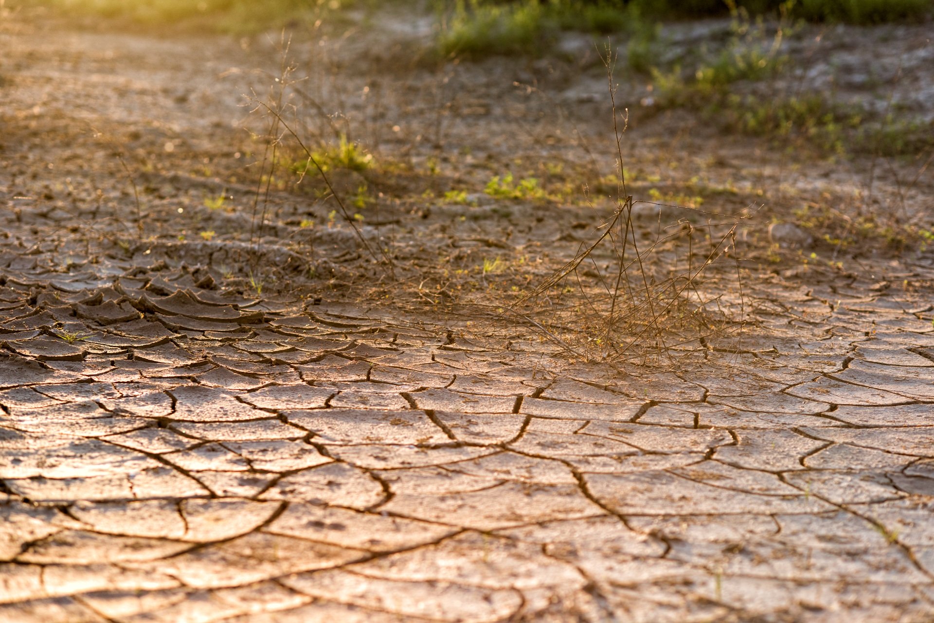 Trockenheit: Risse im Boden.