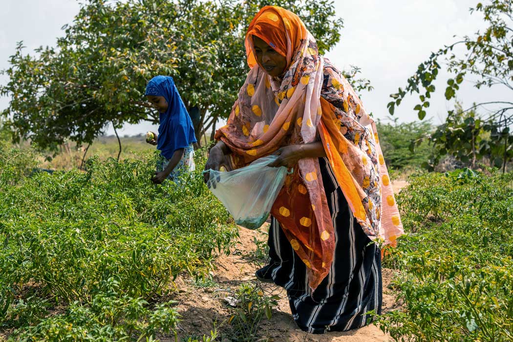 Frau und Kind arbeiten unter fairen Bedingungen in der Natur Somalilands.