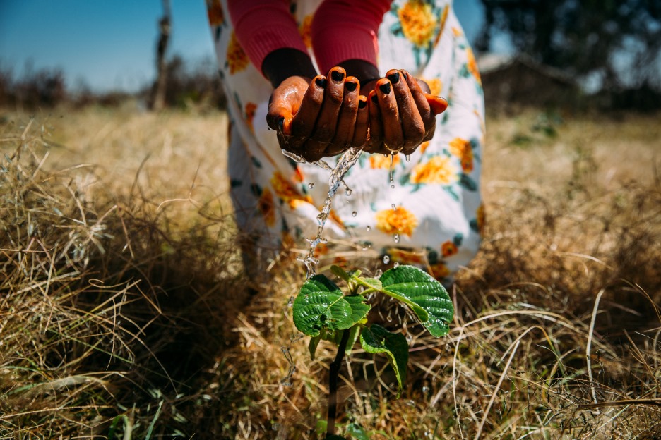 Kinderhand gibt einzelner Pflanze Wasser 