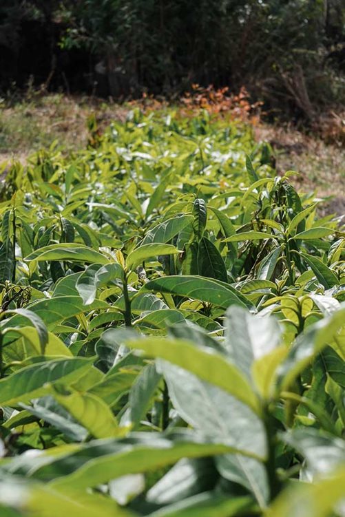 Setzlinge in der Baumschule im äthiopischen Tulu Moye - Foto: Petterik Wiggers
