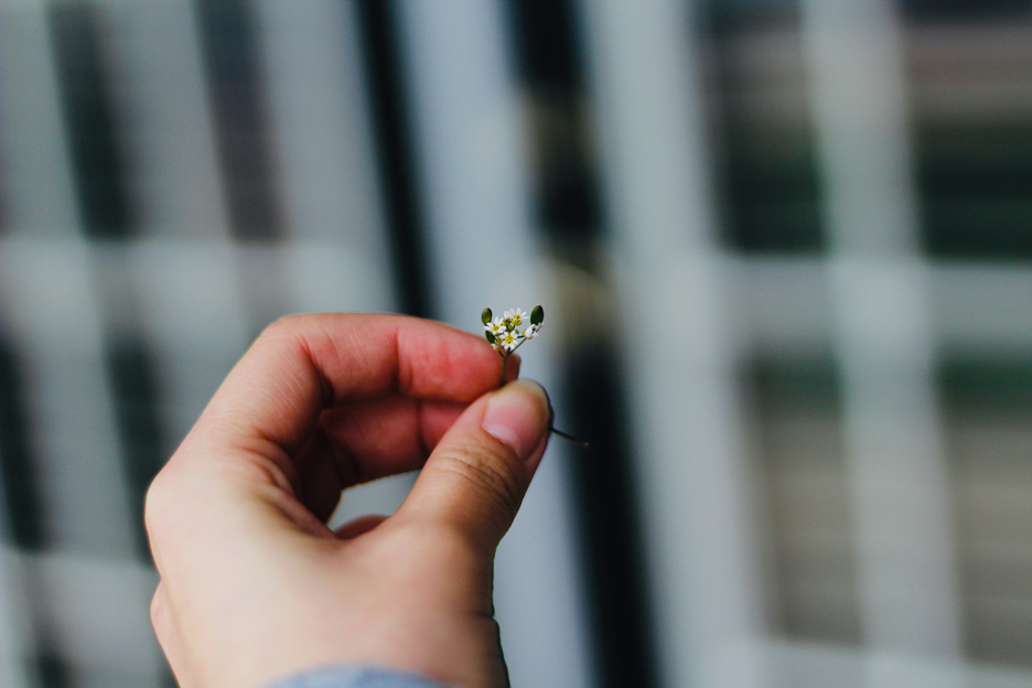 Eine Hand hält eine Blume. Foto: Pexels/Brianna Amick