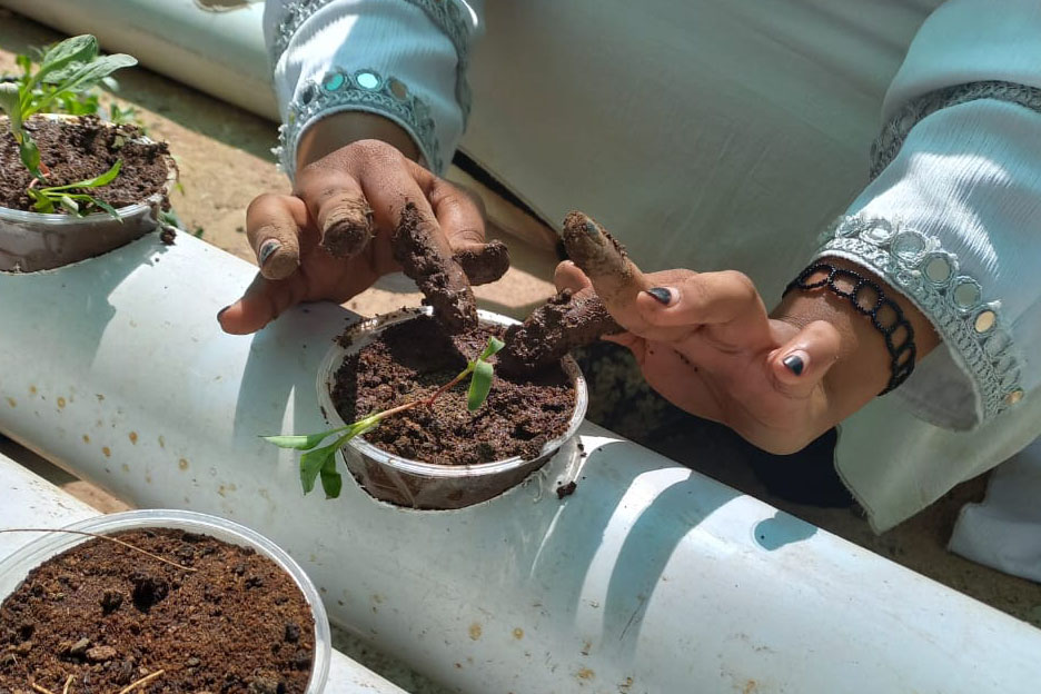 Hydroponics Klimaprojekt in Somaliland