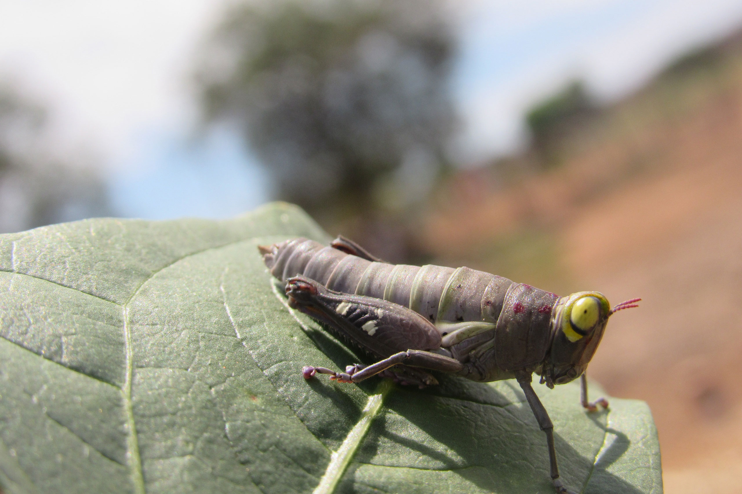 Heuschreckenplage Afrika