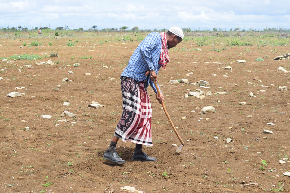 Hungerdürre in Somalia: Ein Landwirt prüft, ob der Boden feucht genug für die Bepflanzung ist. Foto: Anne Kahura