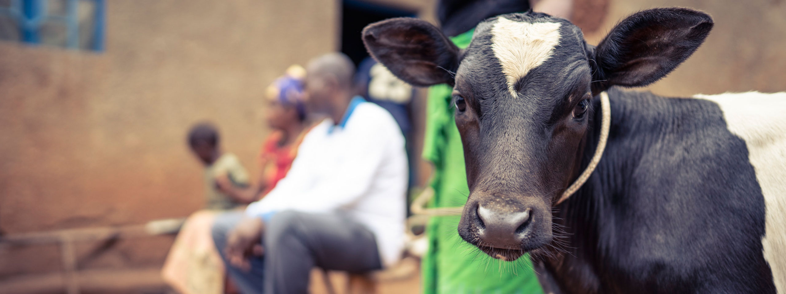 Ein Kälbchen ist für eine Familie in Ruanda der wertvollste Besitz. Foto: Anton Sahler