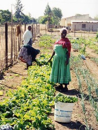 Frauen bestellen gemeinsam einen Gemüsegarten