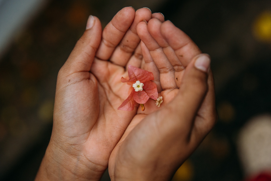 Kinderhände, auf deren Innenflächen eine zarte, lachsfarbene Blumenblüte liegt.