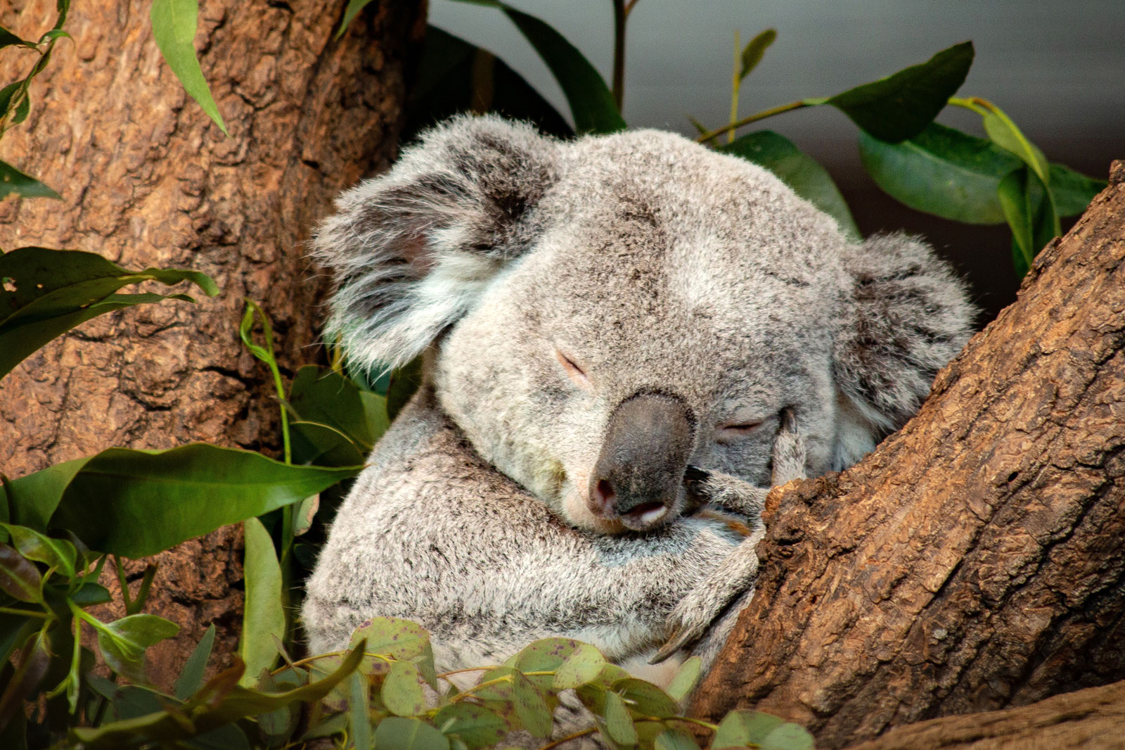 Schlafender Koala. Foto: Ralph Haldimann