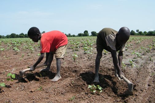 Kinderarbeit: Kinder in Burkina Faso bei der Feldbarbeit