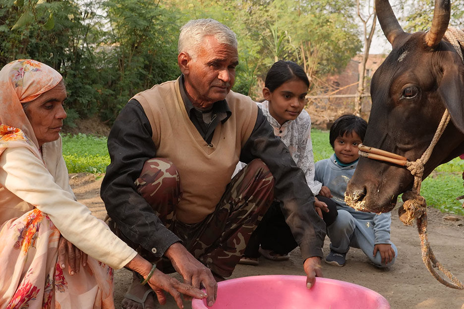 Indische Familie versorgt ihre Kuh