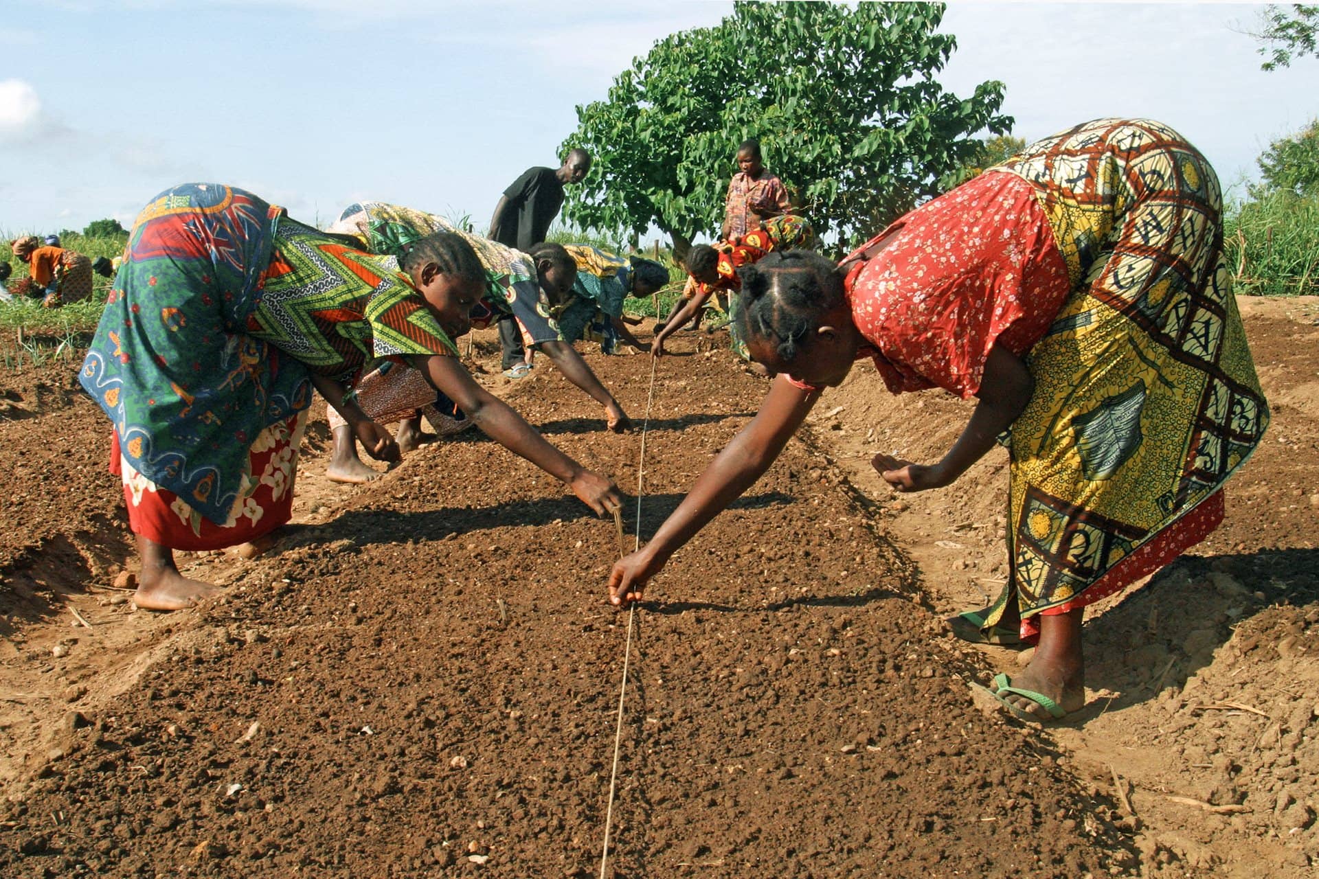 хозяйственная деятельность конго. демократическая республика конго сельское хозяйство. демократическая республика конго хозяйство. сельское хозяйство нигерии. хозяйственная деятельность конго.