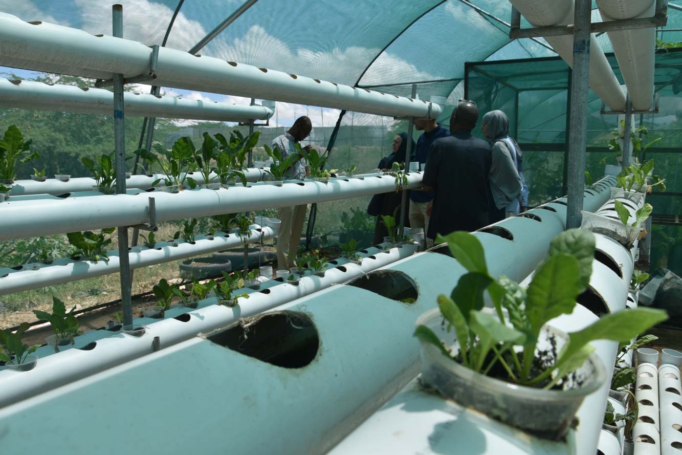 Hydroponic Systems